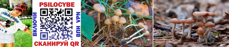 Псилоцибиновые грибы Psilocybe Тара